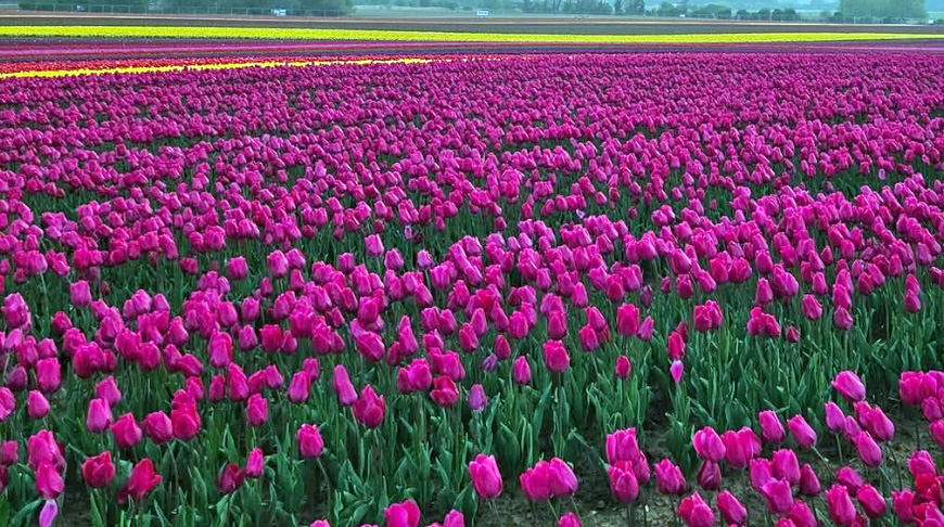 Norfolk tulips